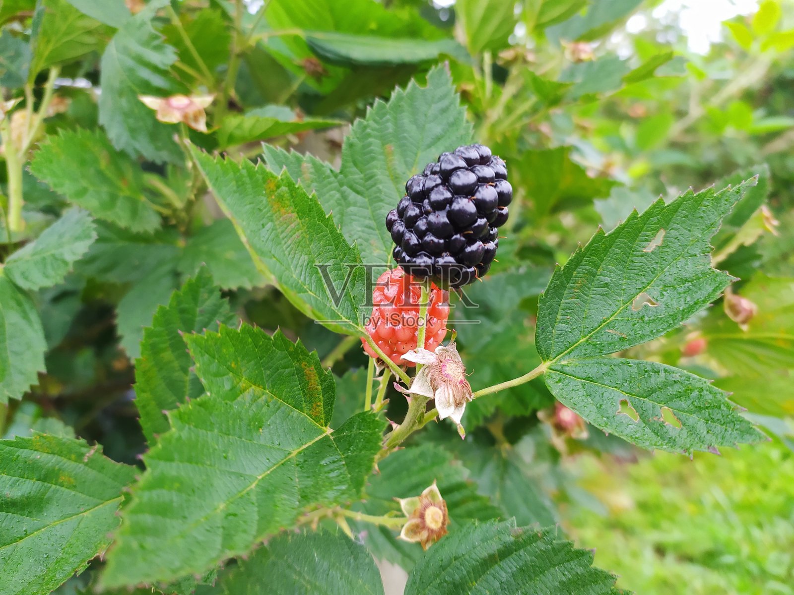 美味的黑莓照片摄影图片