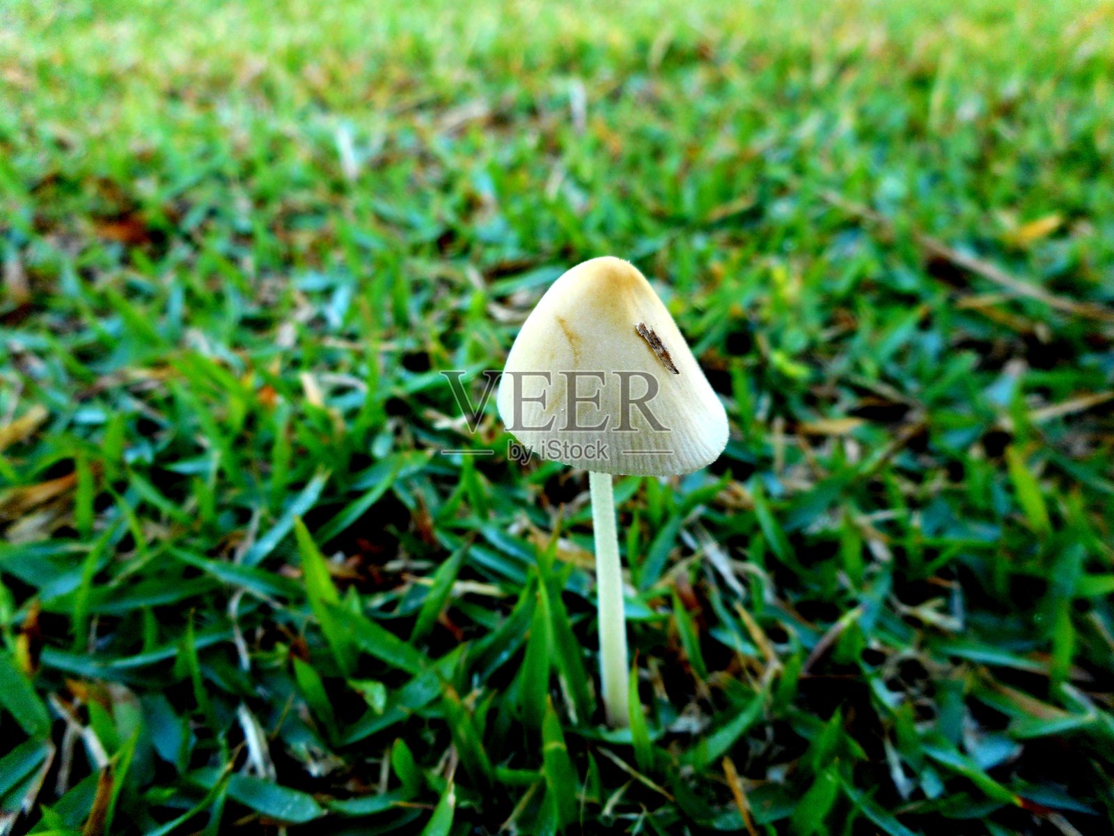 蘑菇工厂照片摄影图片