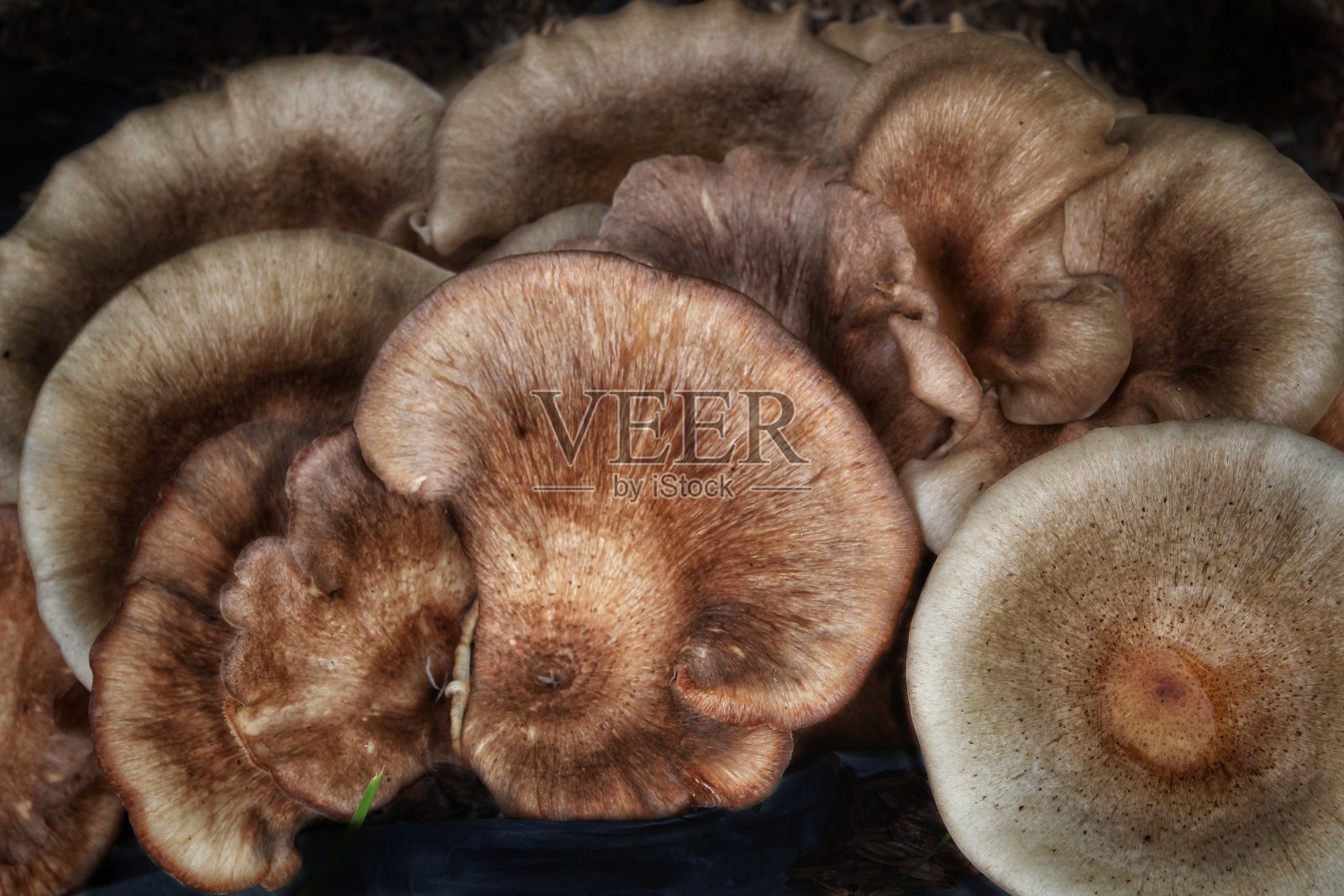 自然照片摄影图片