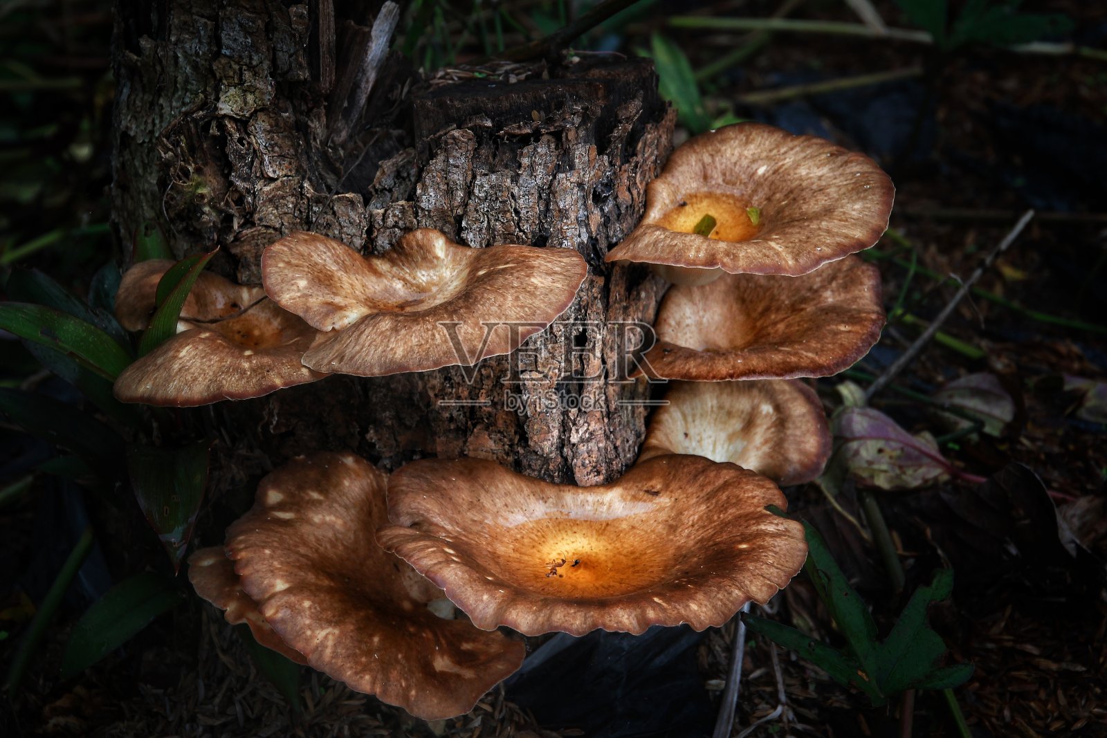 自然照片摄影图片