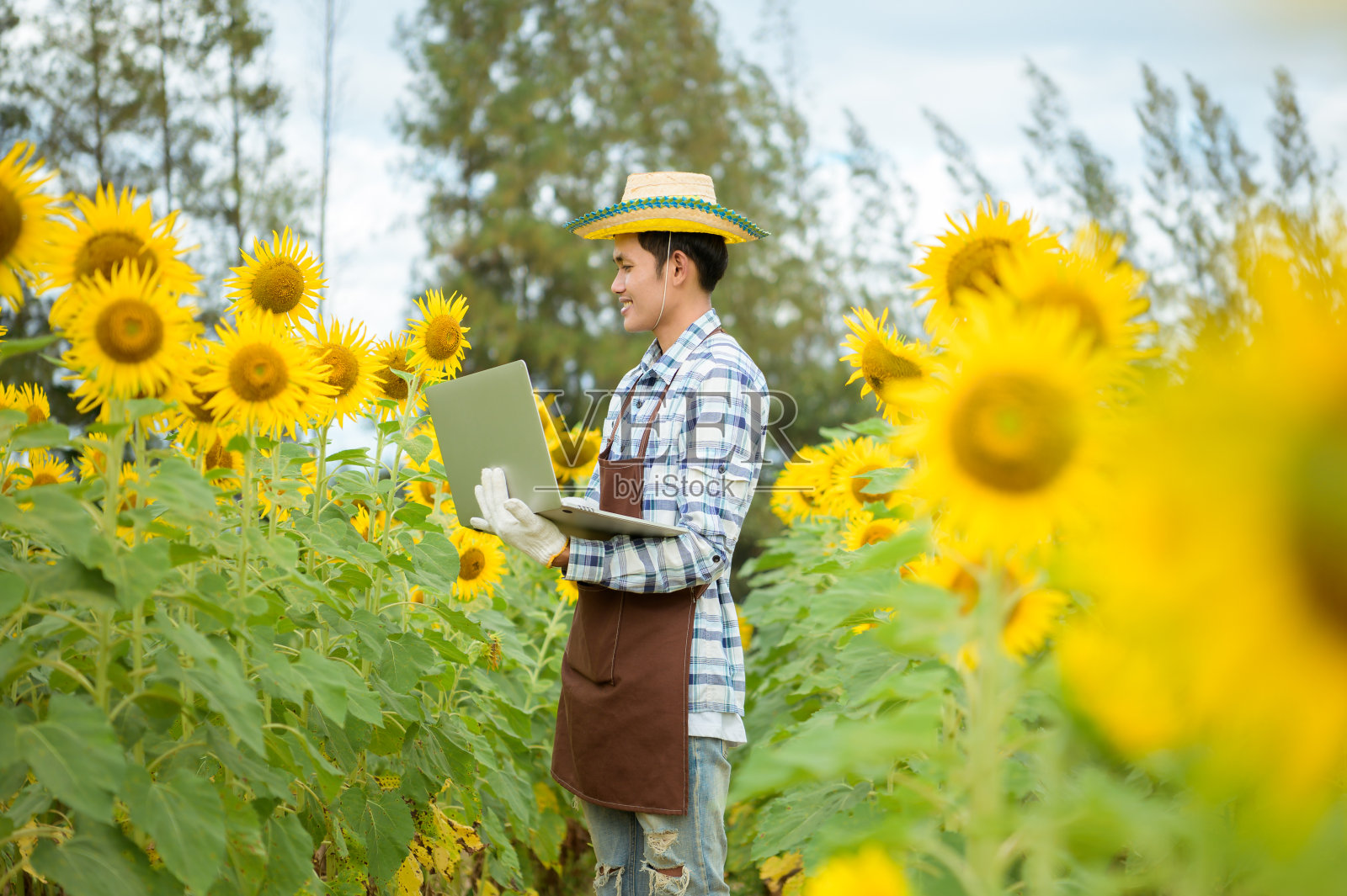 一位亚洲农民正在用笔记本电脑照料他的向日葵田。现代商业照片摄影图片