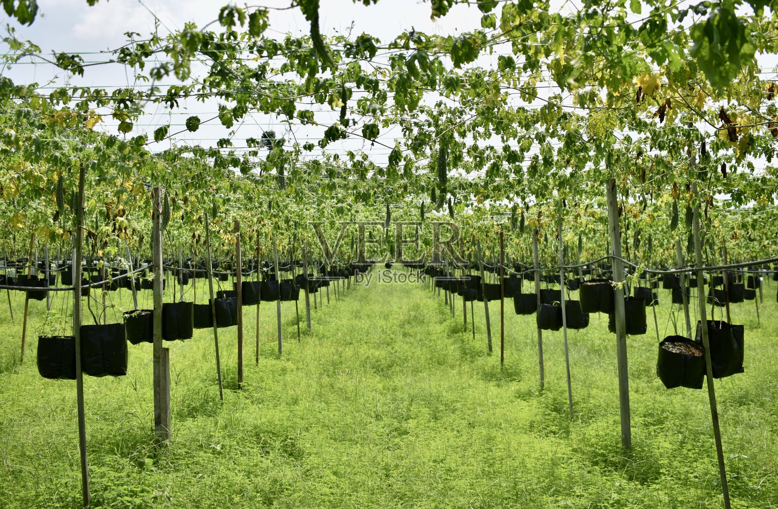 在马来西亚的苦瓜葡萄园里划船照片摄影图片