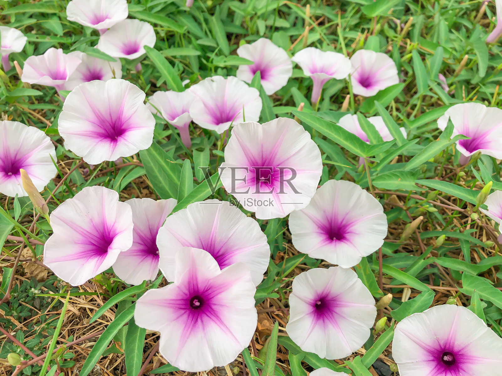 田水牵牛花照片摄影图片