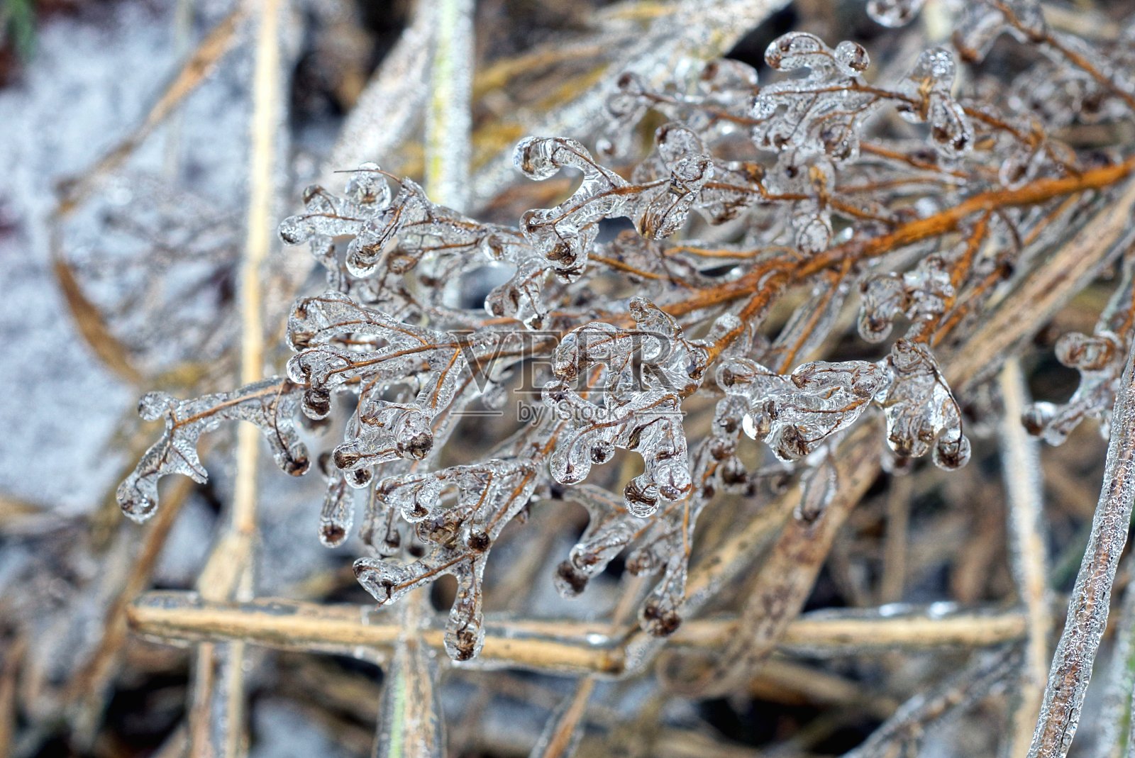冰冷的棕色野生树枝，白色冰中的小叶子照片摄影图片