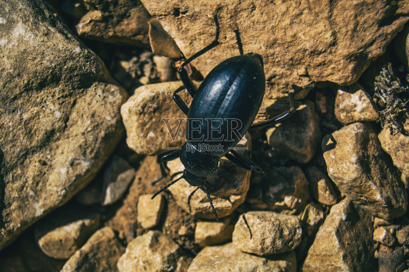 一只黑甲虫在田野的地上照片摄影图片