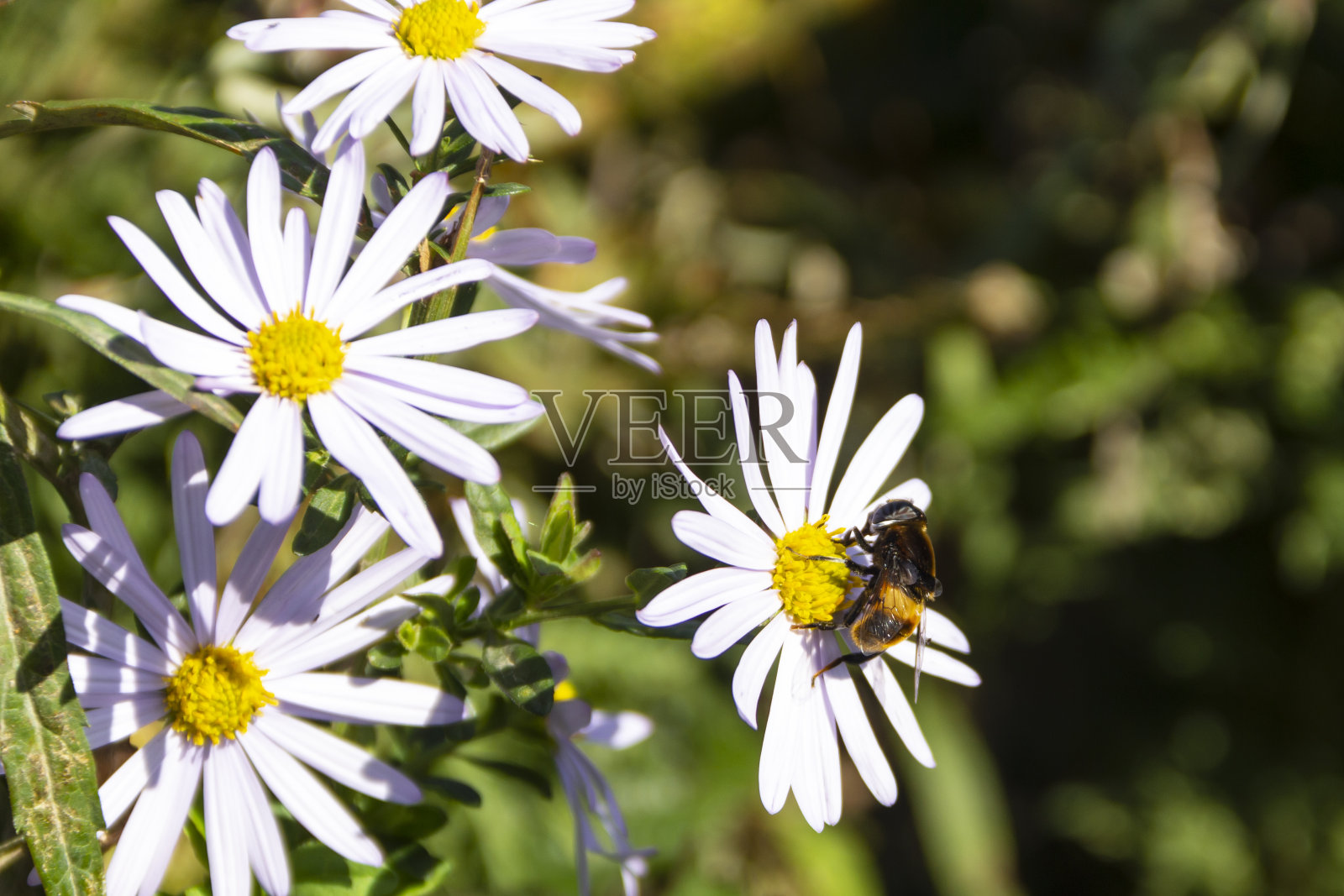 一只蜜蜂在甘菊上采集花粉照片摄影图片