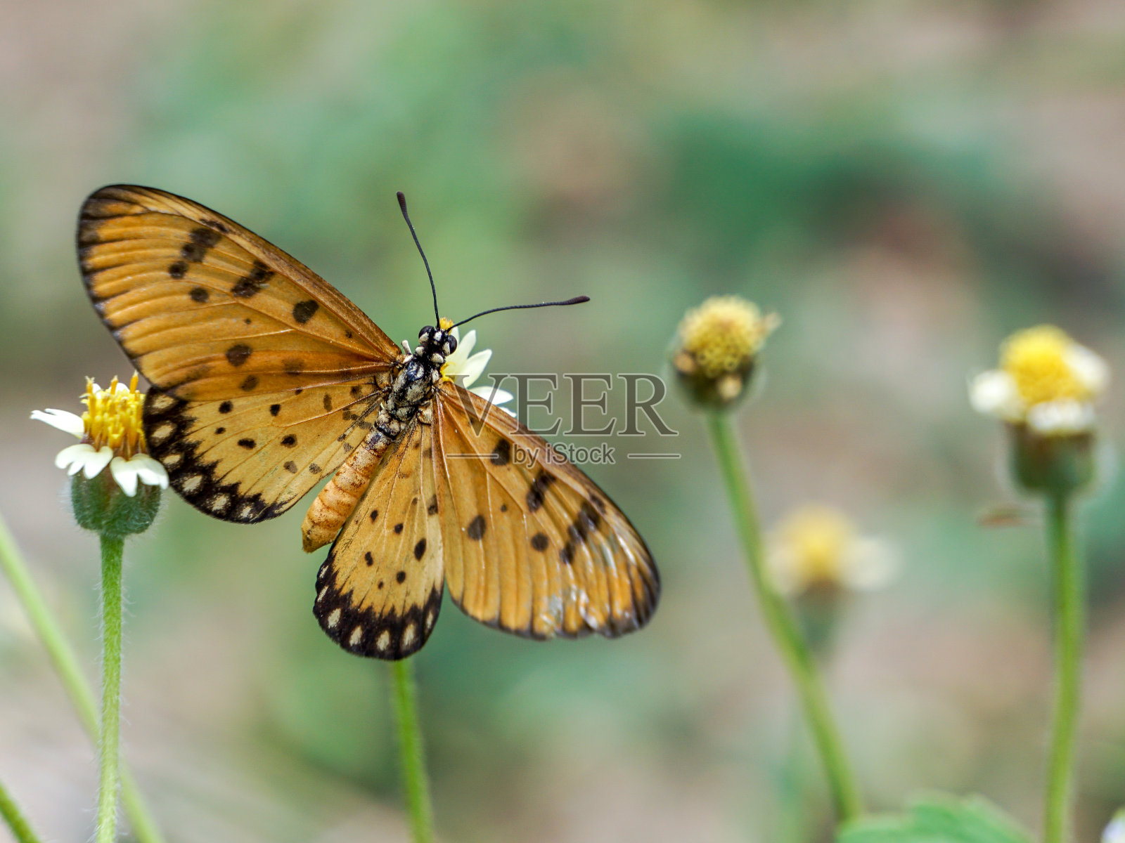蝴蝶在黄花上。照片摄影图片