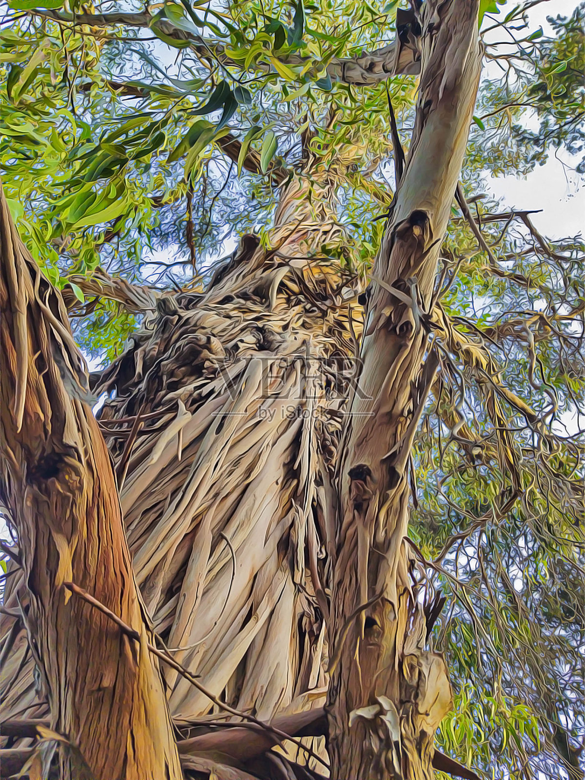 干树皮从树干和树枝上脱落插画图片素材