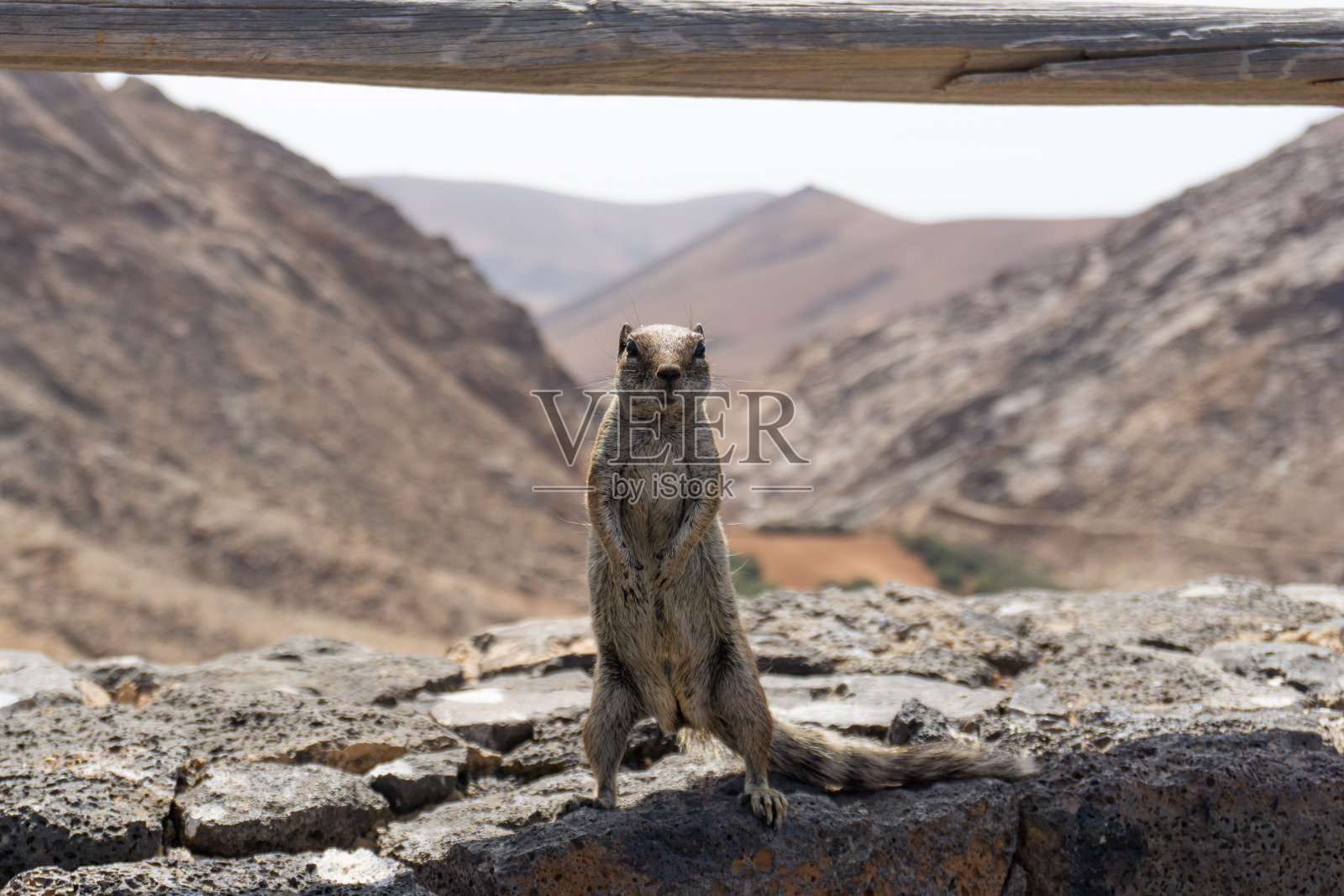 小松鼠照片摄影图片