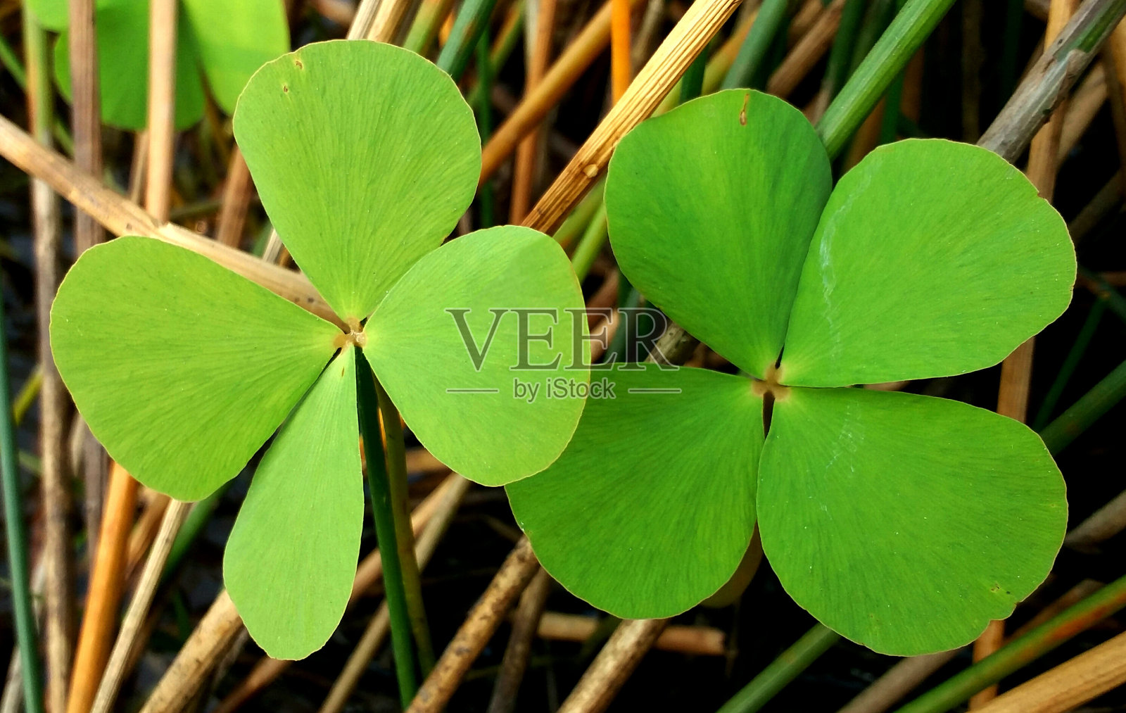 装饰的叶子照片摄影图片