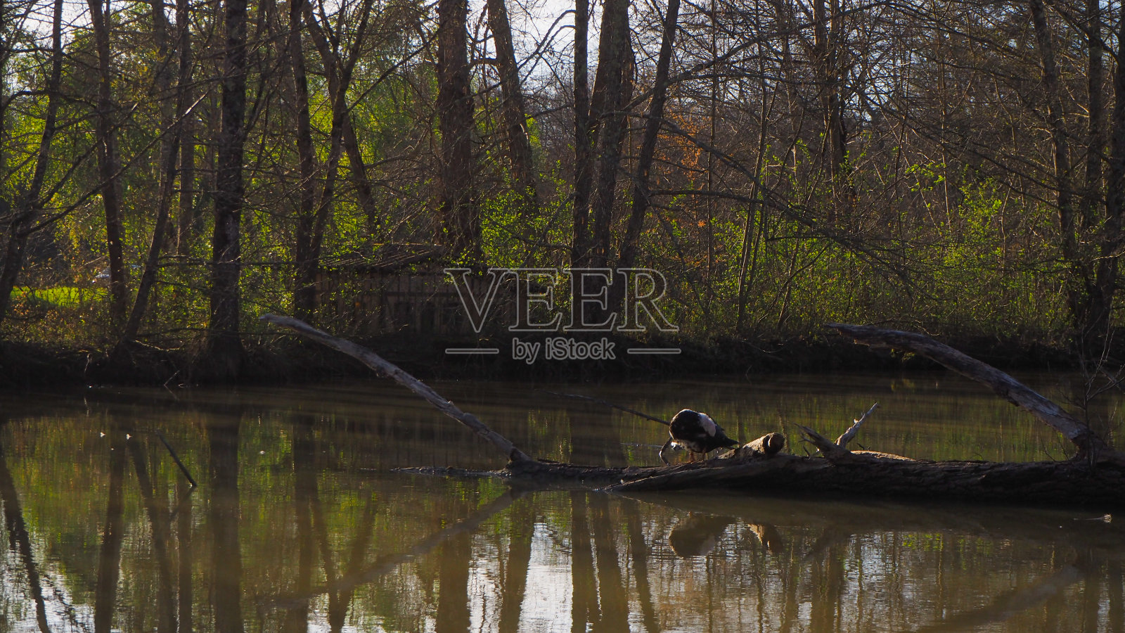 一个令人愉快的格尔风景，在一个池塘的边缘照片摄影图片