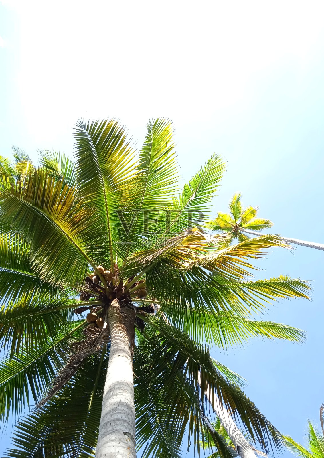 拉贾安帕群岛的椰子树照片摄影图片