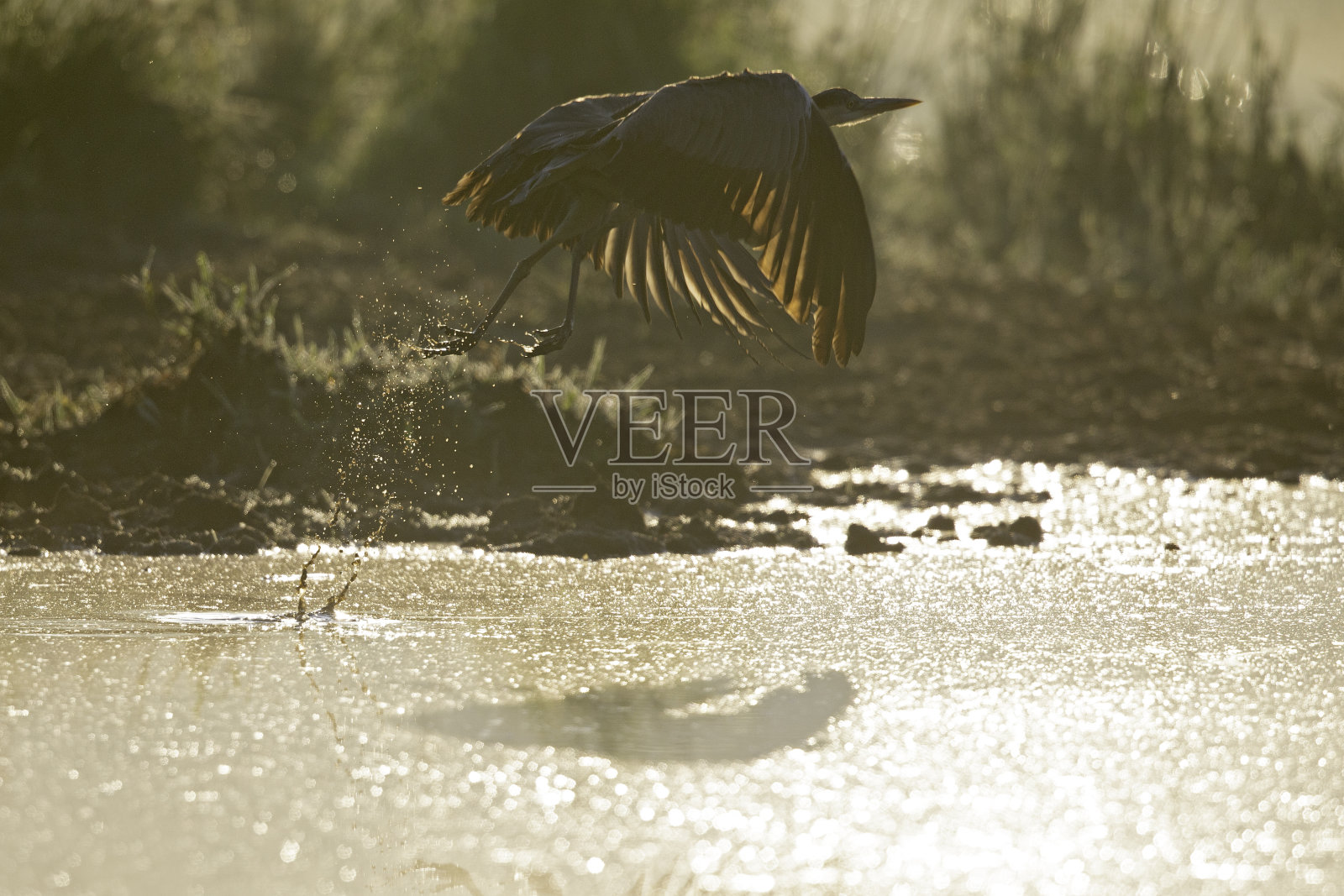 在德国柏林的一个湖上，一只灰鹭在背光下起飞。照片摄影图片