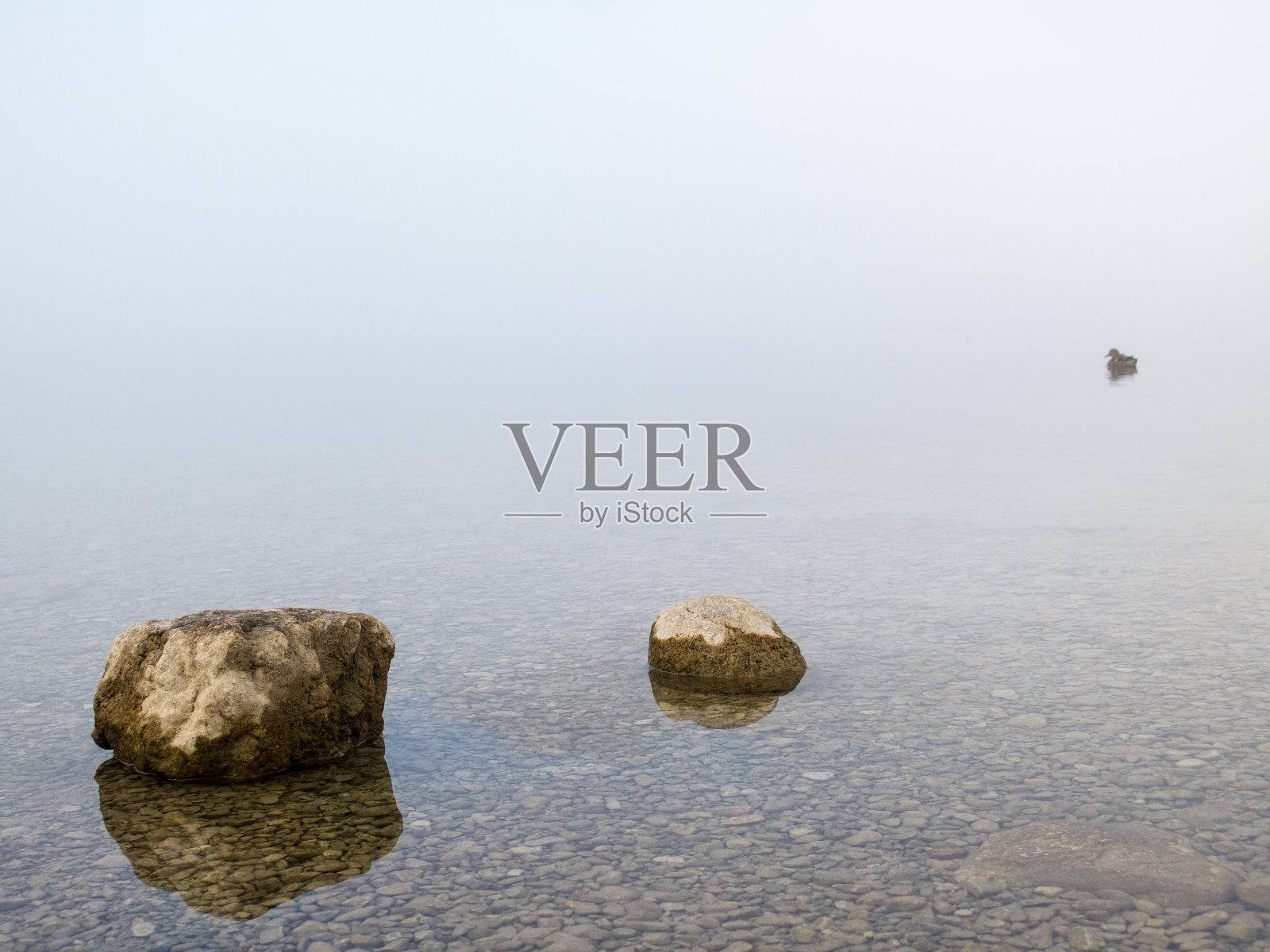 两块石头和一只鸭子照片摄影图片