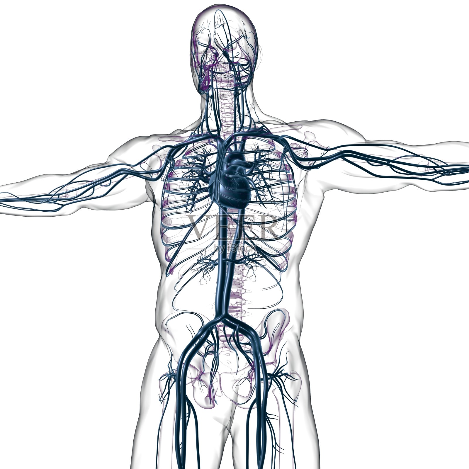 人体心脏与循环系统解剖医学概念3D照片摄影图片