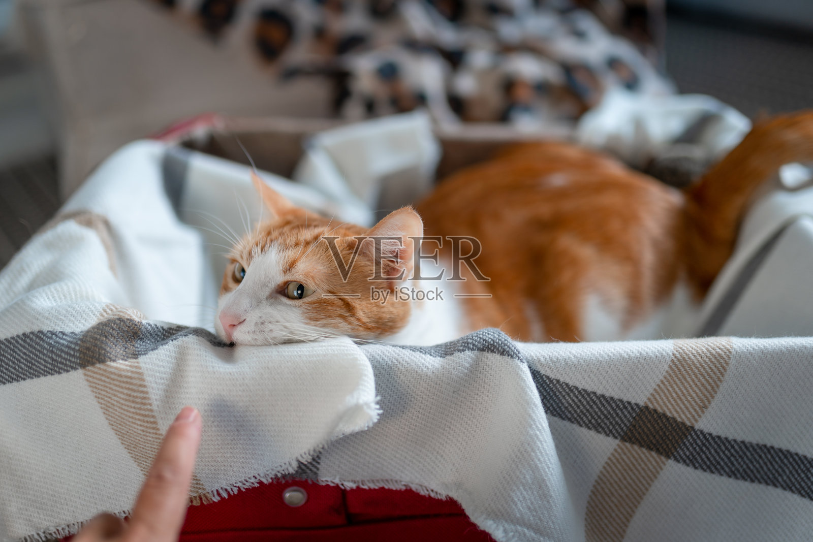 一只棕色和白色的黄眼睛的猫躺在一个手提箱里，闻着一根手指照片摄影图片