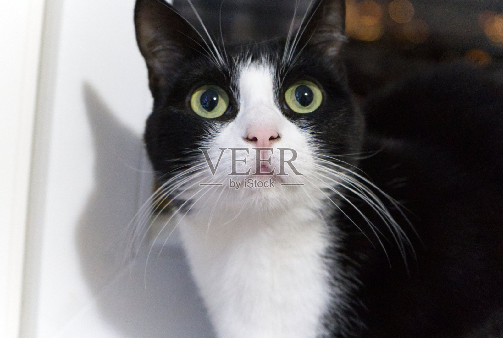 黑猫白领摆姿势拍照。照片摄影图片