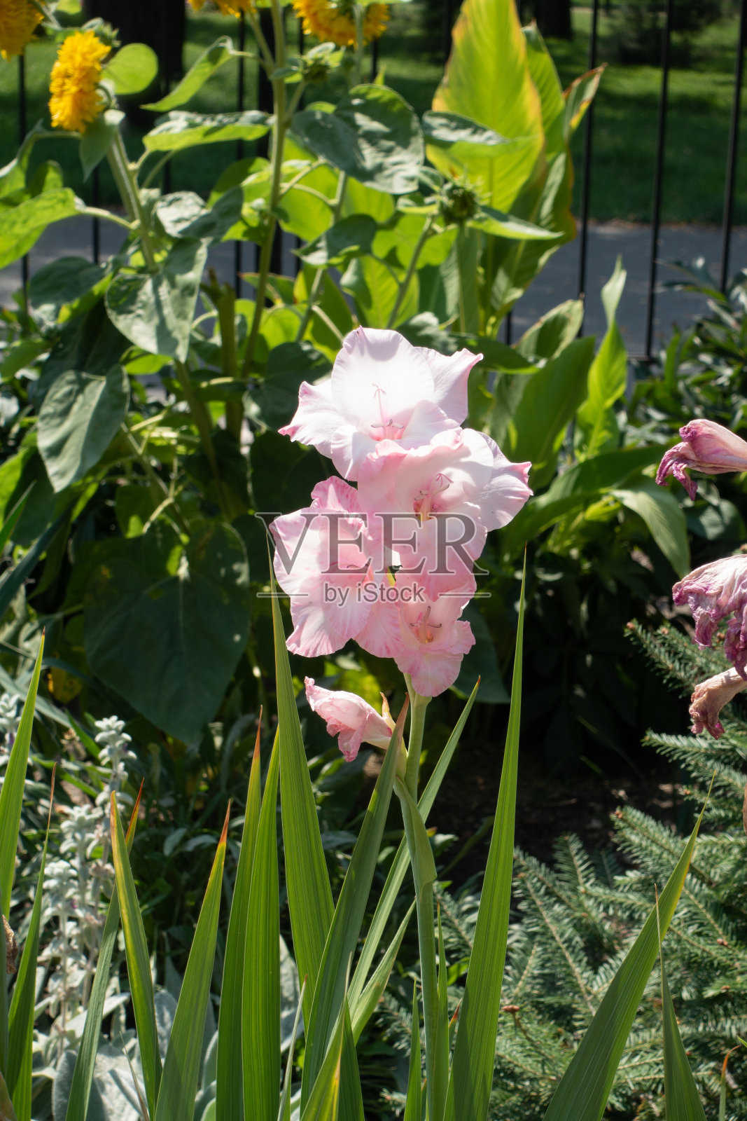 8月中旬，淡粉色的唐菖蒲花照片摄影图片