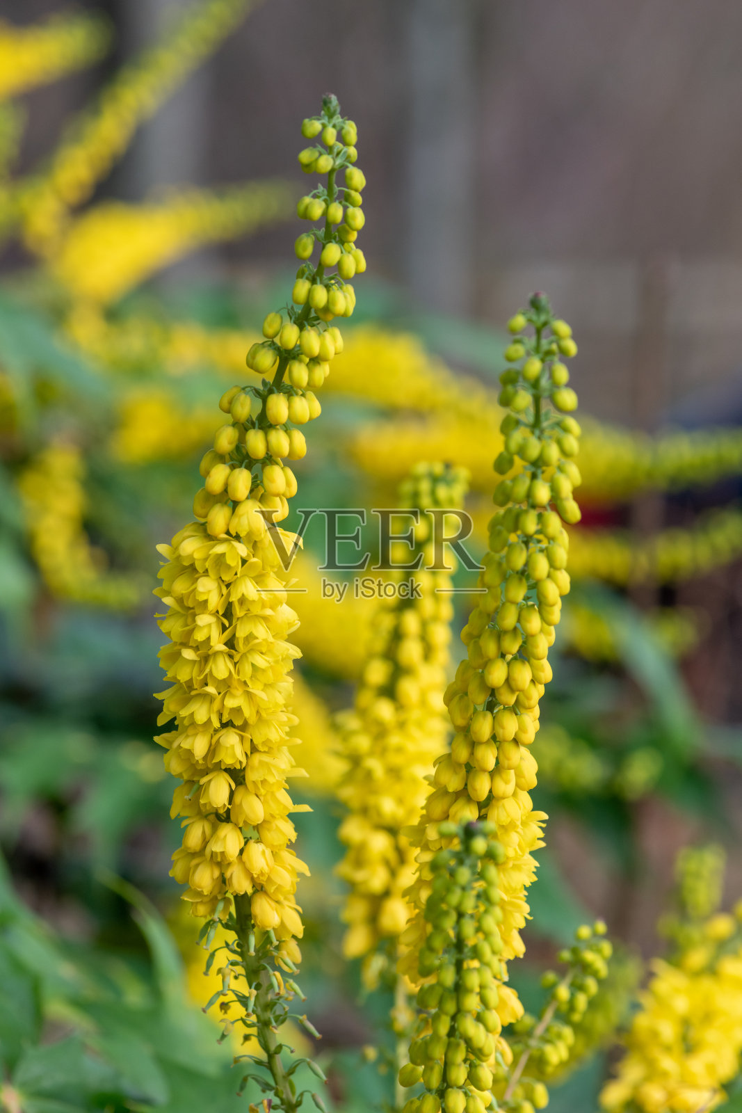 十大功劳的花照片摄影图片