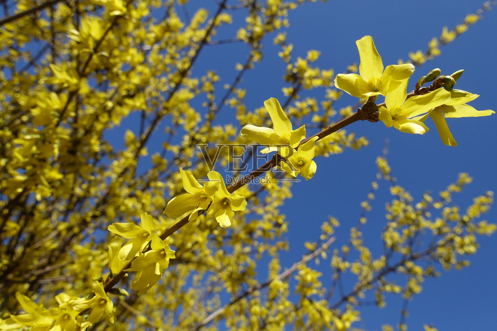 四月蔚蓝的天空映衬着纯黄的连翘花照片摄影图片