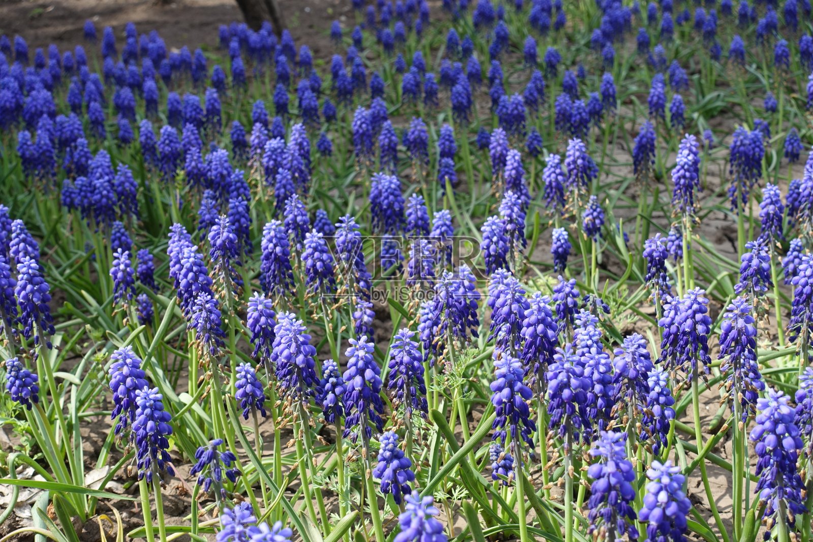 五月，大量的亚美尼亚葡萄风信子的紫罗兰花照片摄影图片