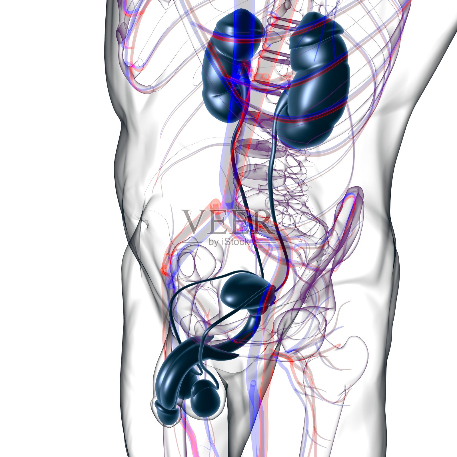 用于医学概念3D渲染的男性生殖系统解剖学照片摄影图片