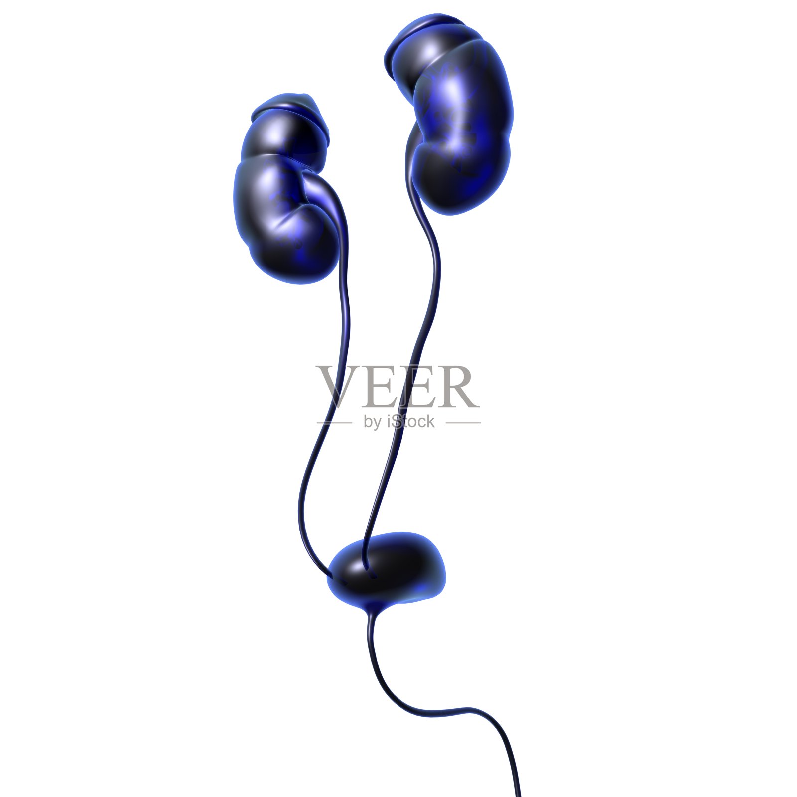 人体泌尿系统肾脏与膀胱解剖学的医学概念3D照片摄影图片