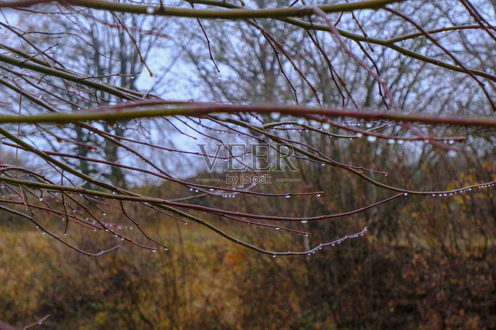 选择性聚焦在树枝上的雨滴特写。秋天，是春天自然的背景。照片摄影图片
