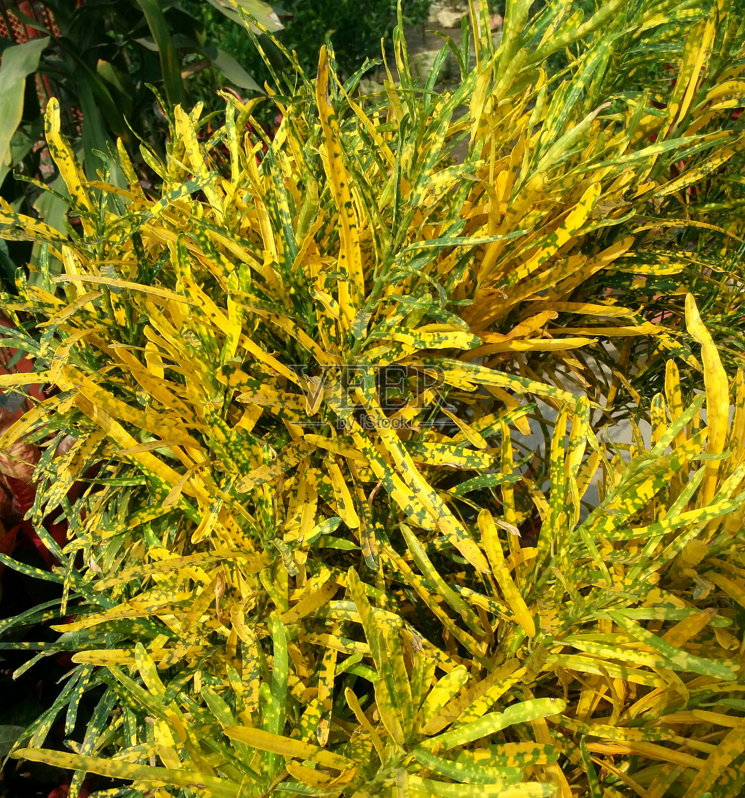 花园巴豆树照片摄影图片