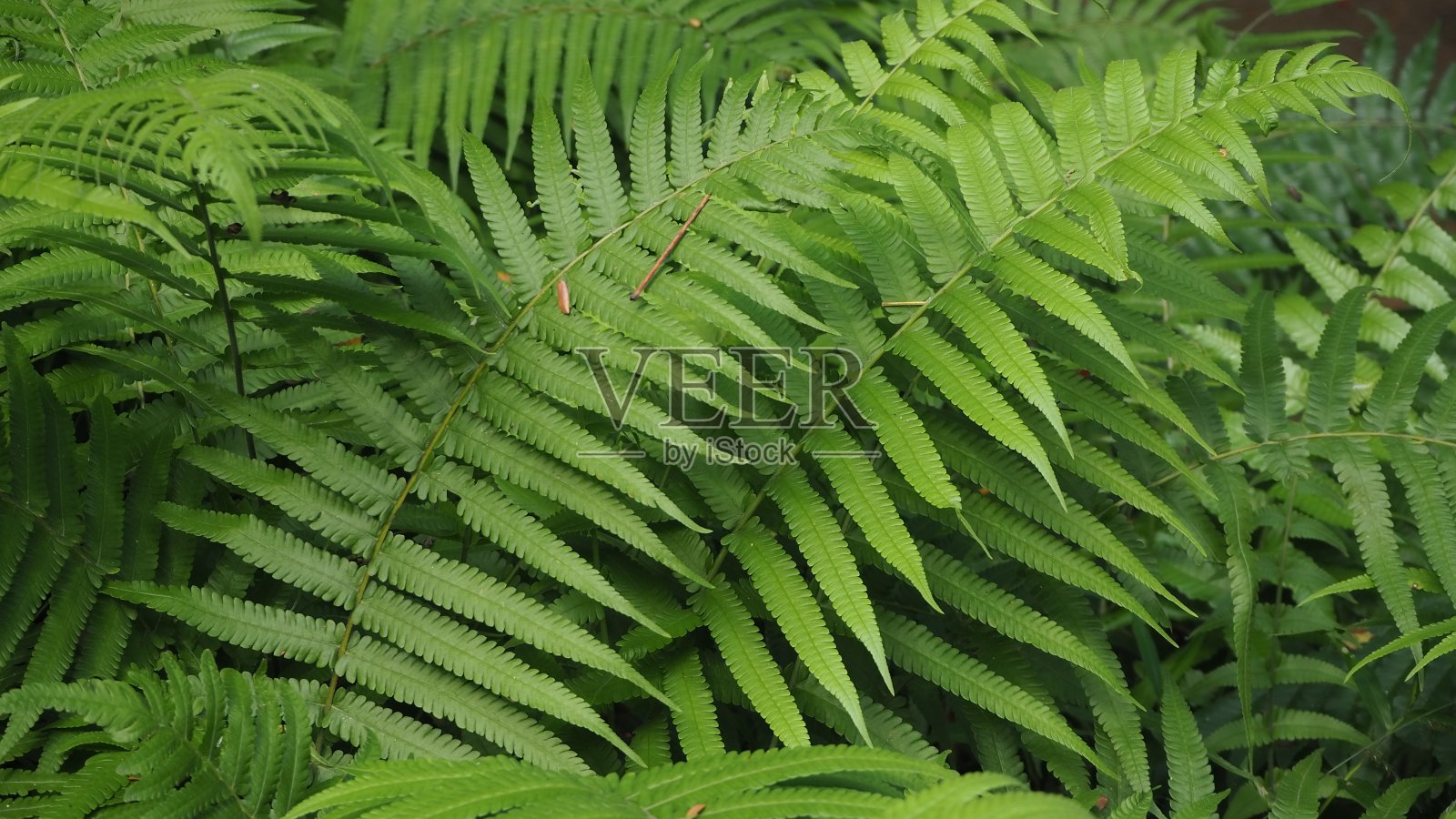热带雨林中的蕨类植物照片摄影图片