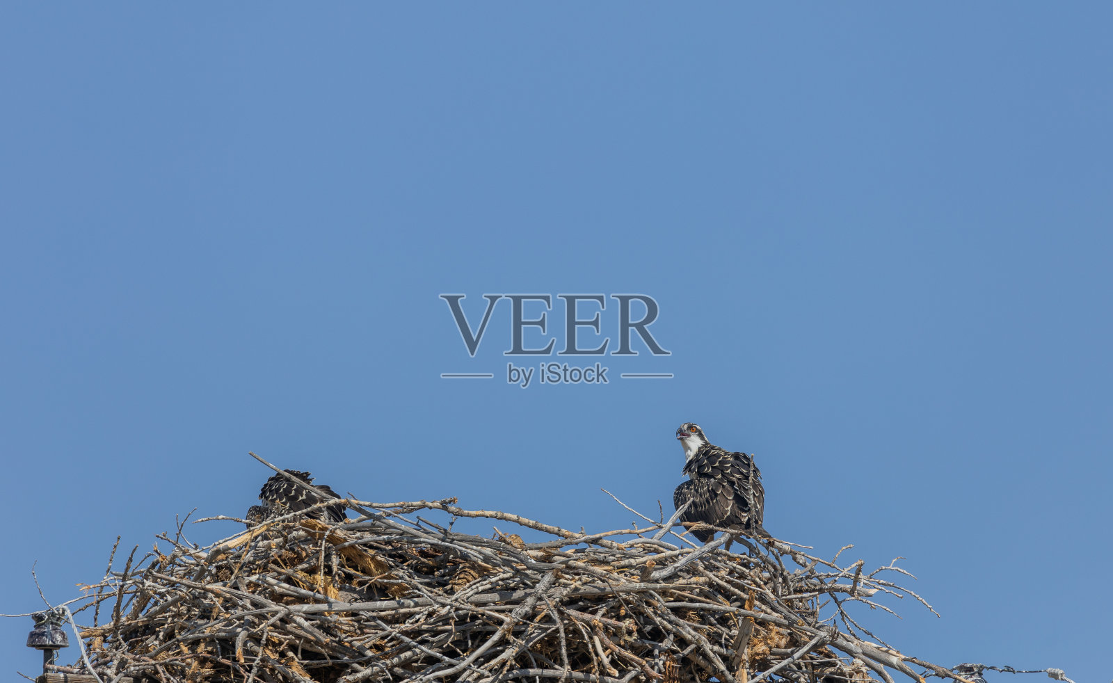 鱼鹰在Nsst照片摄影图片