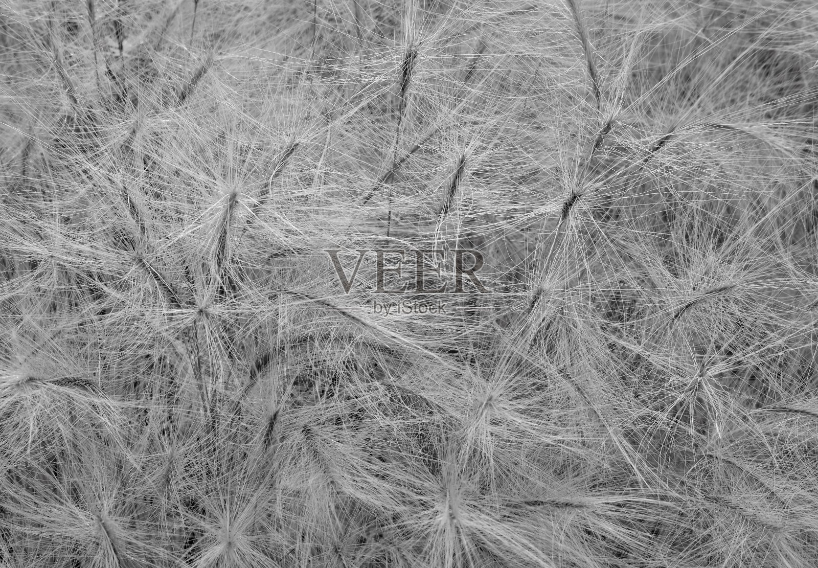 狐尾草的黑白照片。照片摄影图片