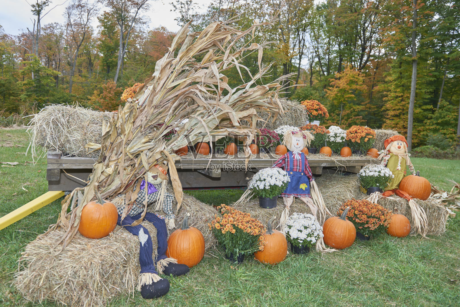 南瓜马车装饰照片摄影图片