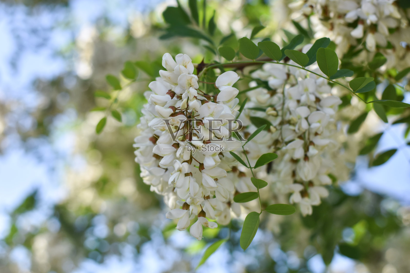 金合欢花开在春天照片摄影图片