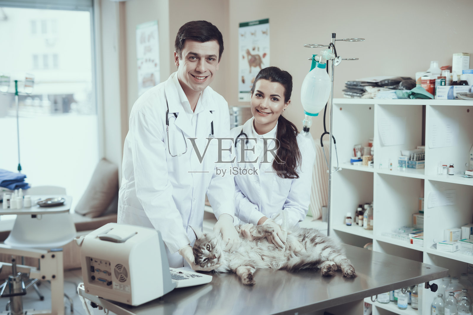 经验丰富的兽医检查缅因猫，使用兽医超声波扫描仪。照片摄影图片