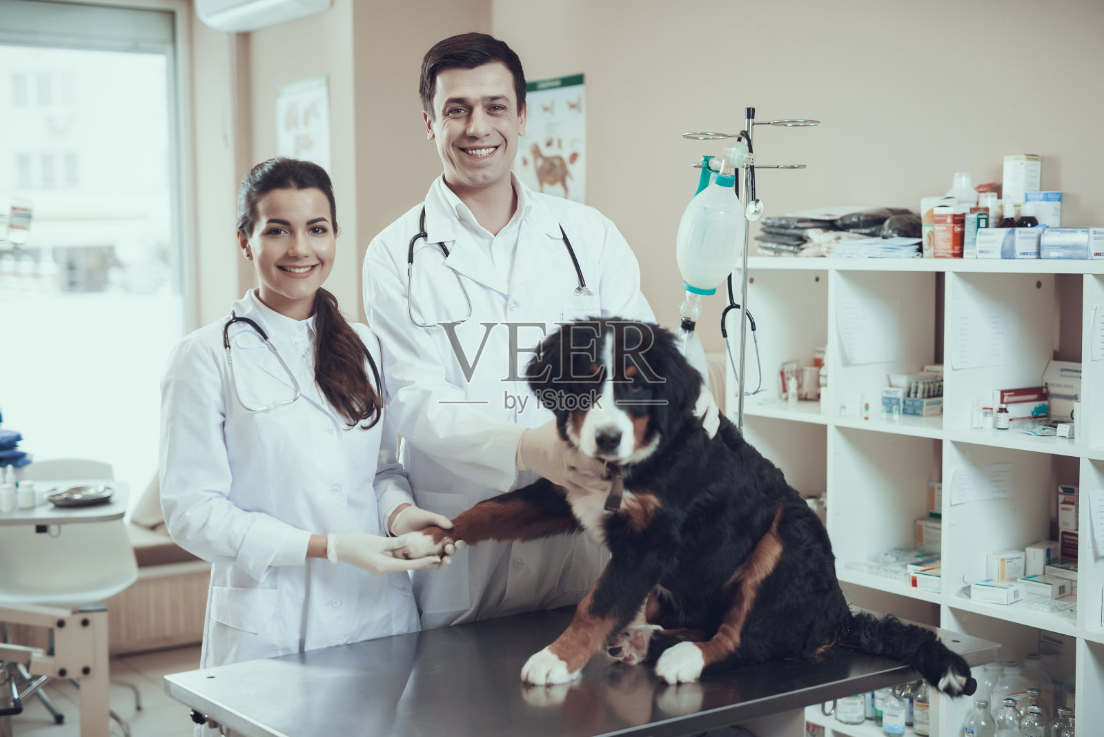 两名经验丰富的兽医在兽医诊所用听诊器检查伯尔尼山犬。照片摄影图片