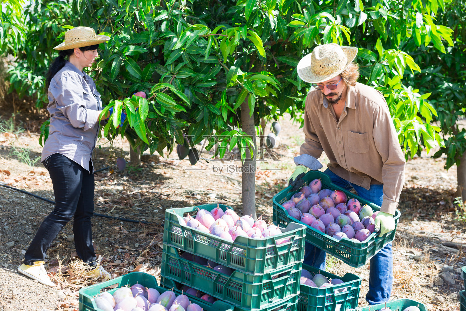 在果园里，农民将收获的芒果堆放在盒子里照片摄影图片