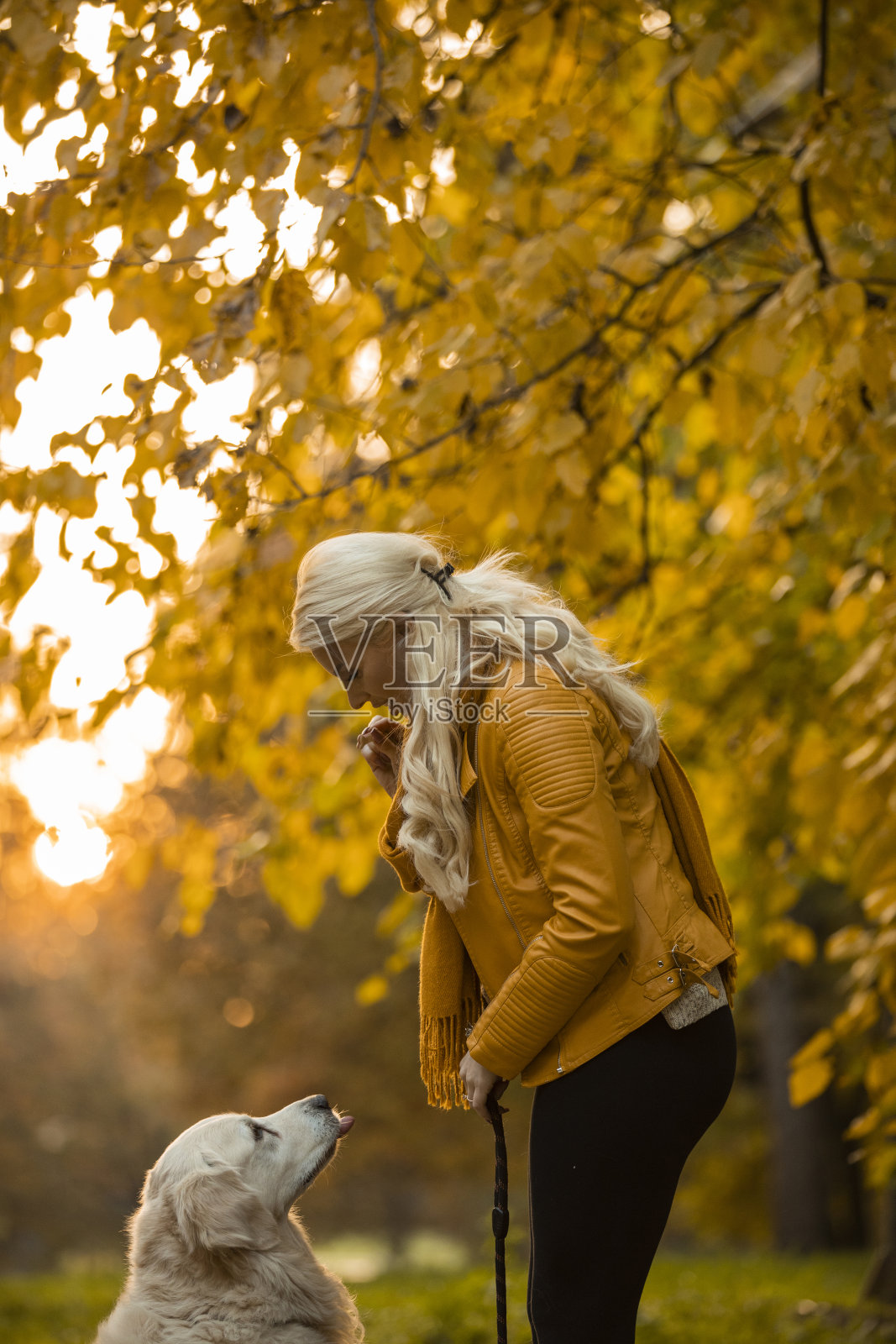 一个女人在训练她的狗的时候给它吃东西照片摄影图片