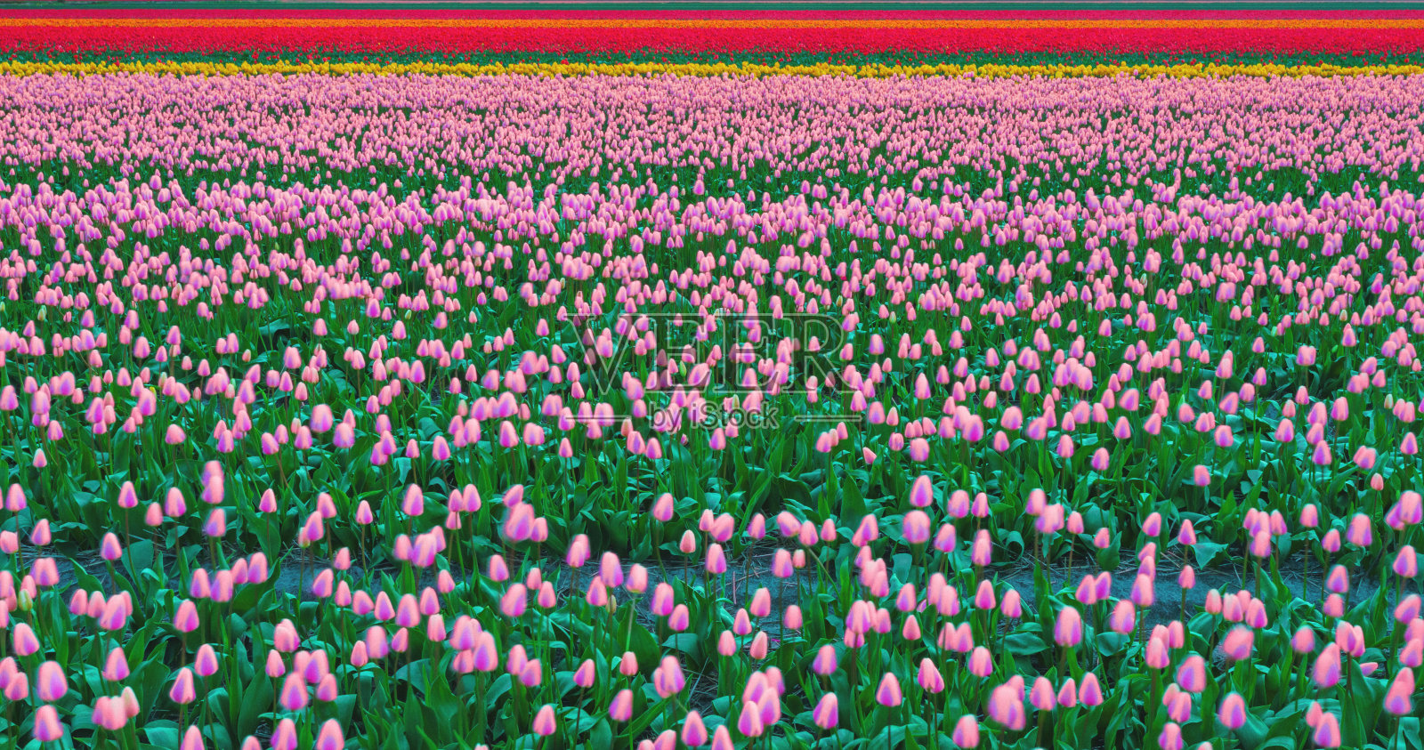 荷兰的郁金香田照片摄影图片