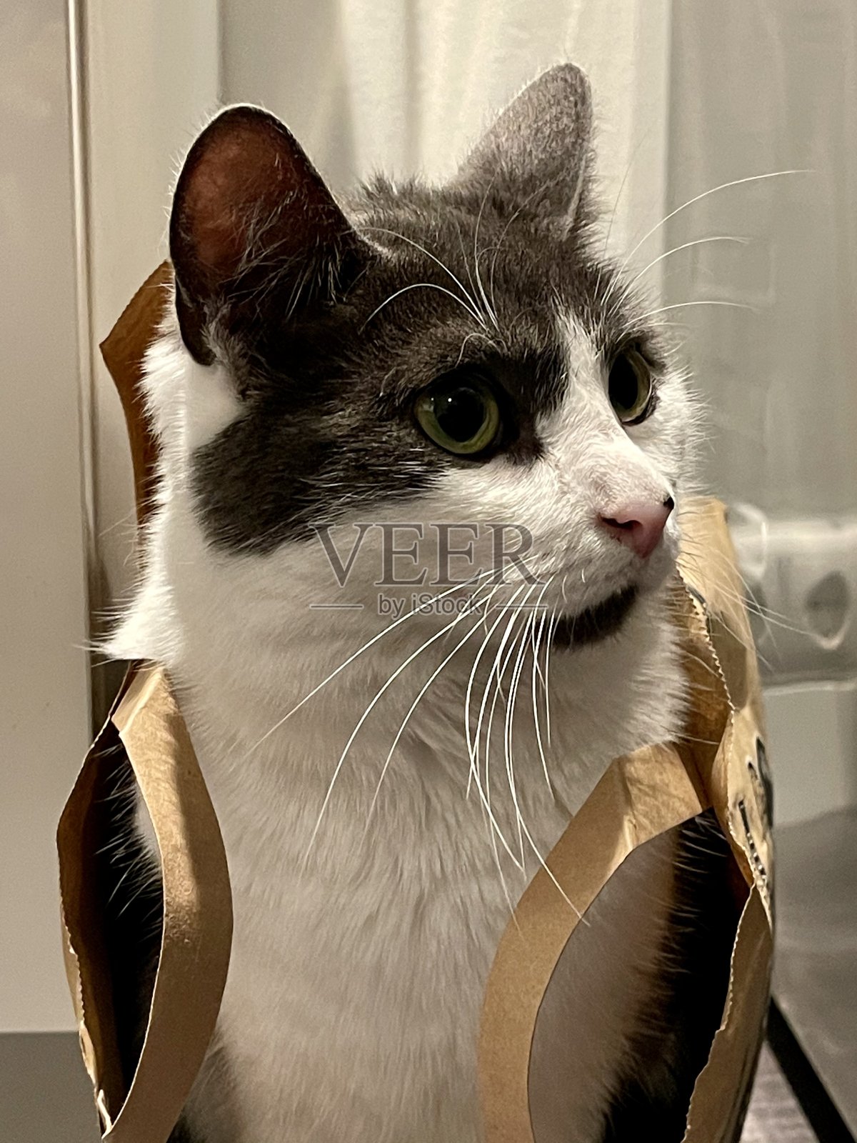 纸袋里的小猫照片摄影图片