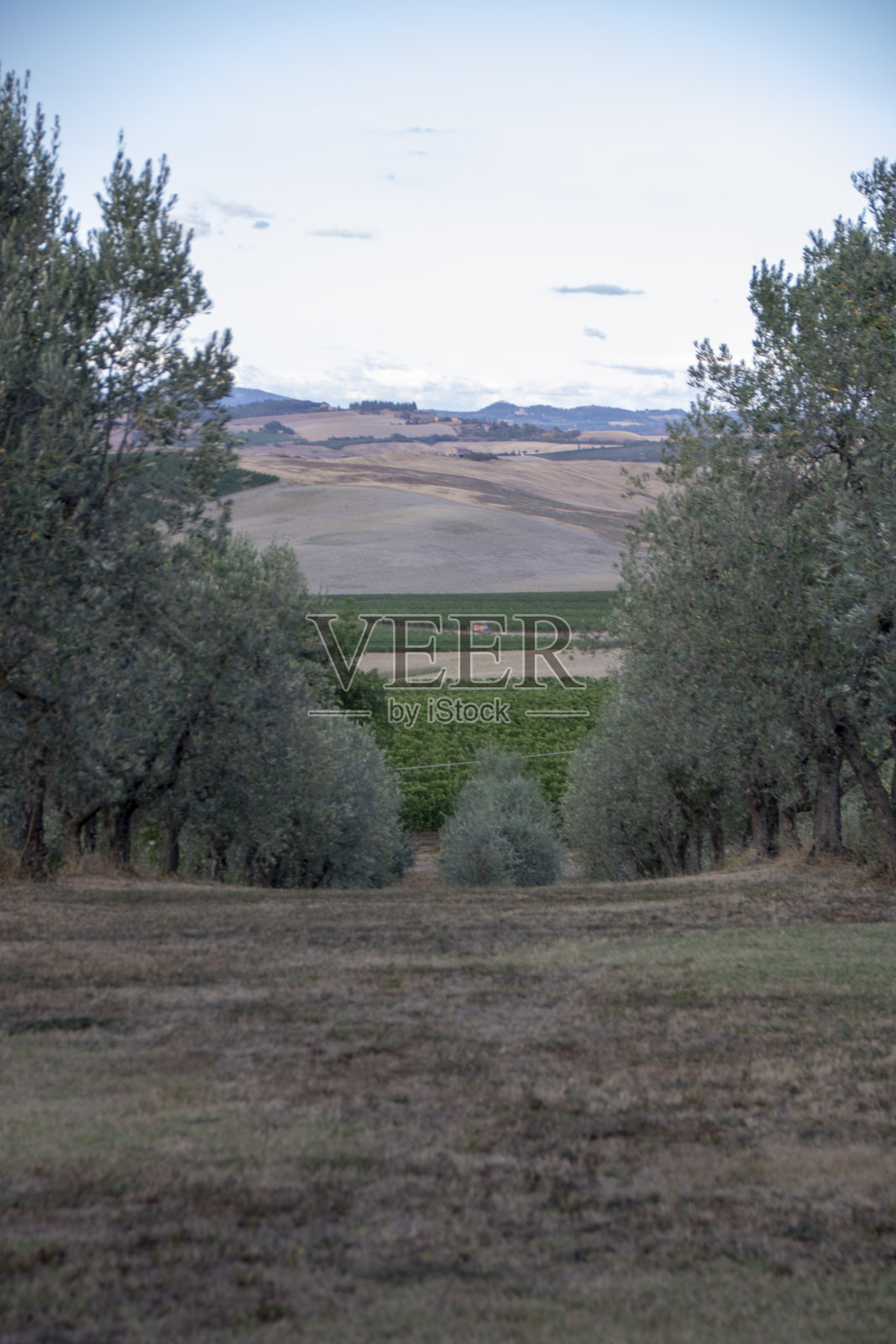 红葡萄酒照片摄影图片