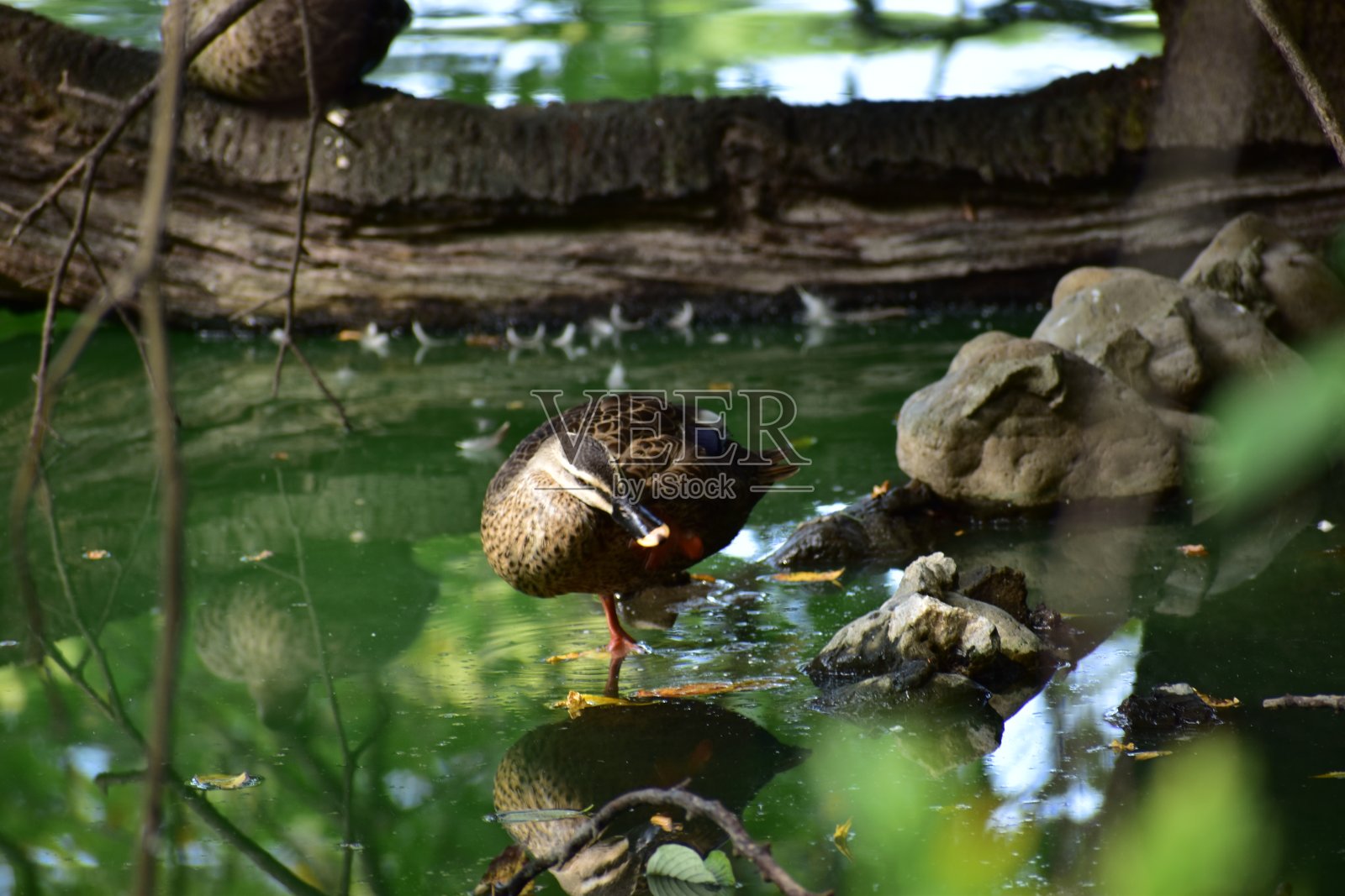 斑点嘴鸭子的肖像照片摄影图片