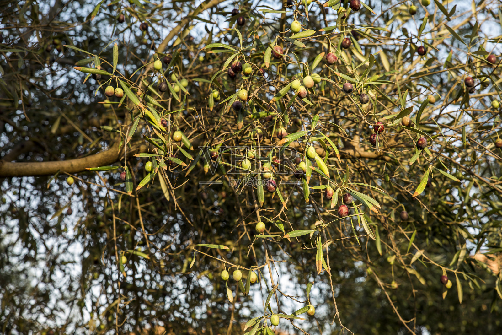 橄榄枝上挂着未成熟的橄榄。西班牙照片摄影图片