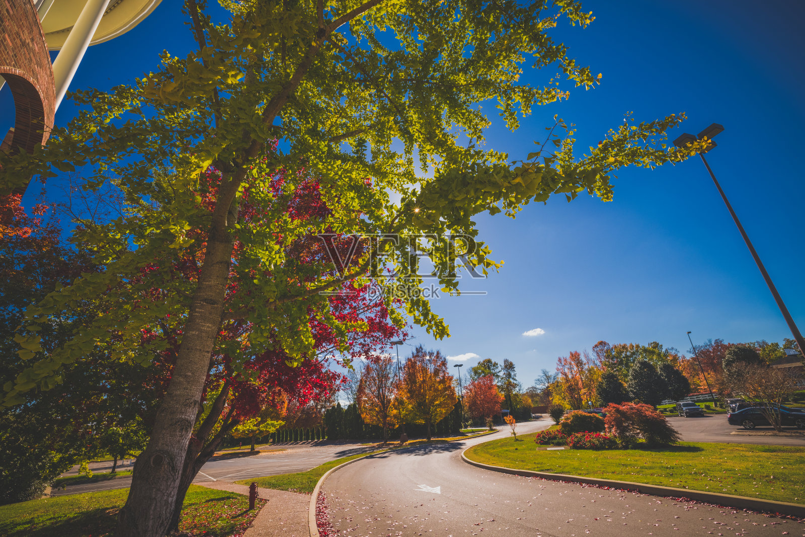 阳光透过秋色的树木照片摄影图片