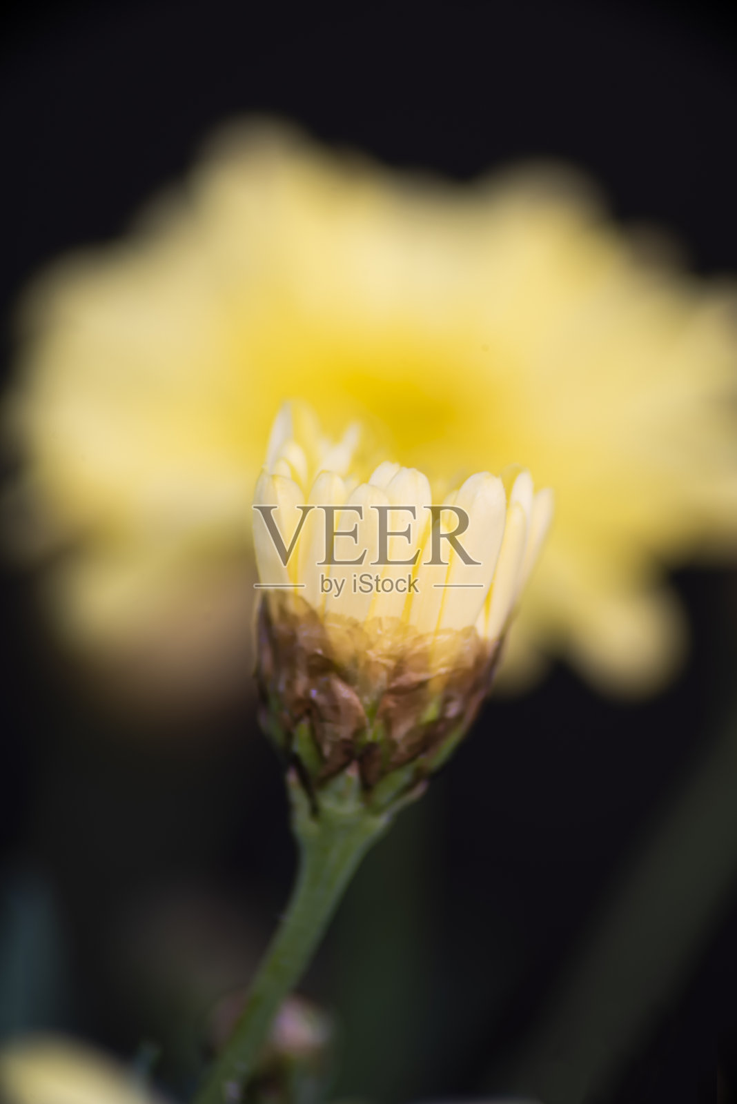 越来越多的花宏照片摄影图片