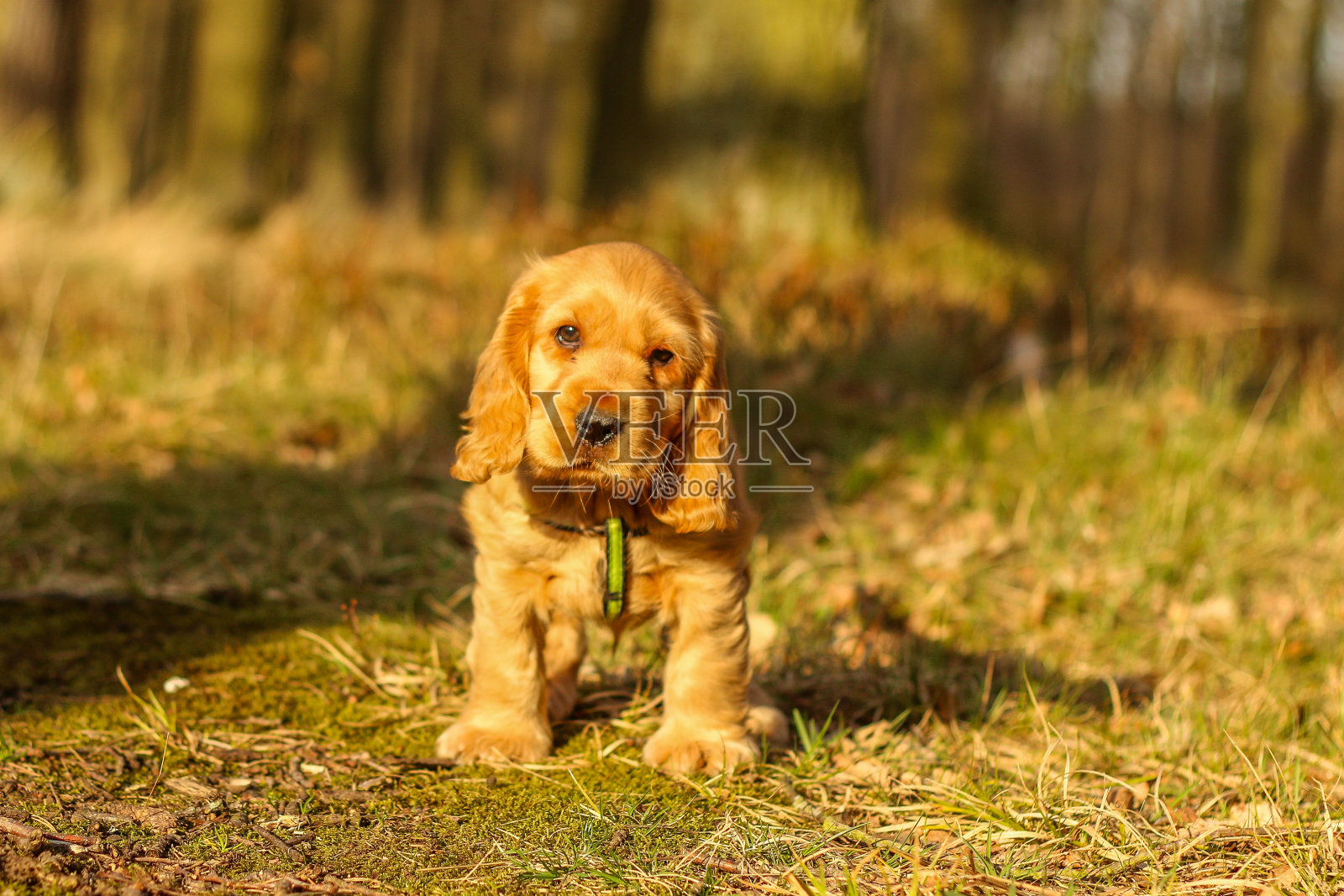 一只可爱的金色可卡犬照片摄影图片