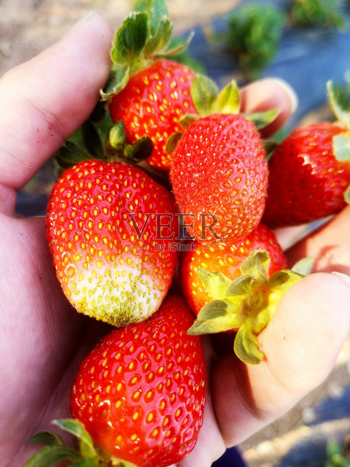 手持草莓照片摄影图片