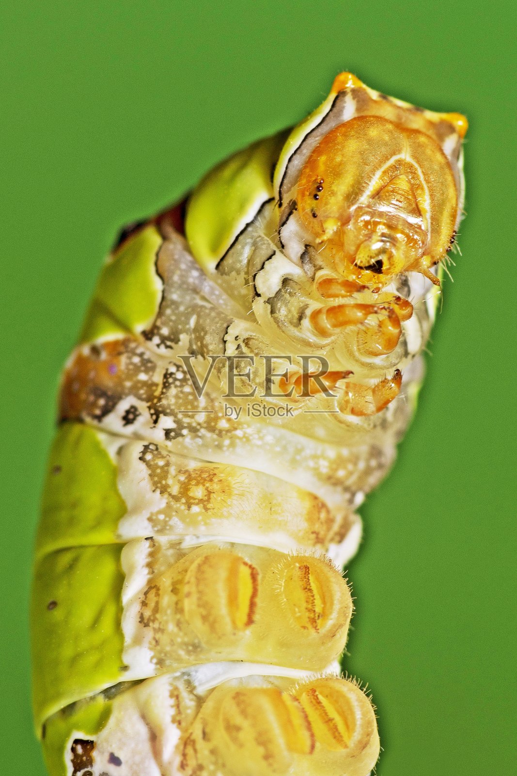 关闭毛毛虫的头-绿色背景。照片摄影图片