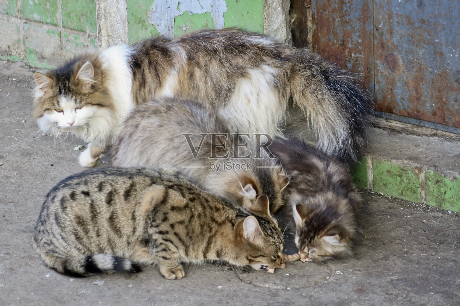 街上的猫和小猫吃有同情心的人带来的食物。照顾无家可归的动物。照片摄影图片