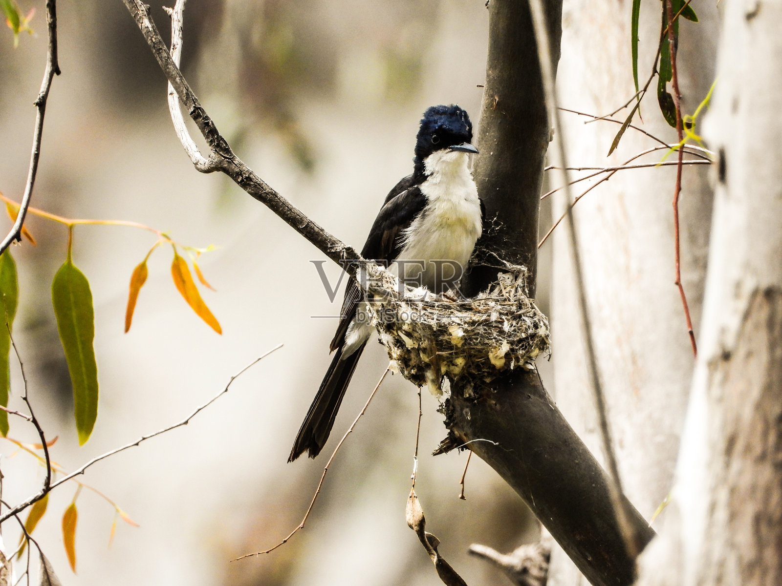 迪尼利昆，新南威尔士，澳大利亚照片摄影图片